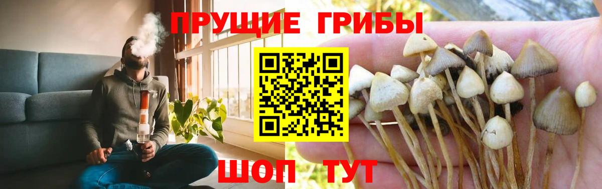 Псилоцибиновые грибы Cubensis Черняховск